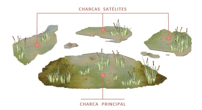 Figura 5. Diseño de la creación de las “Islas refugio” (Palomo, 2017).