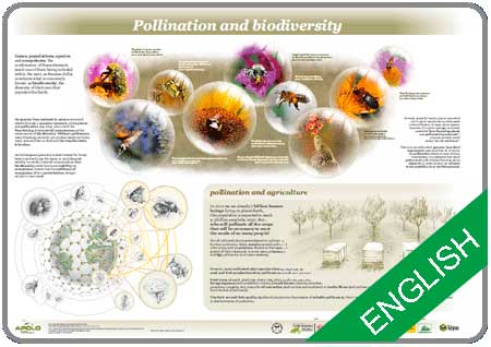 Descargar Cartel Pollination & Biodiversity