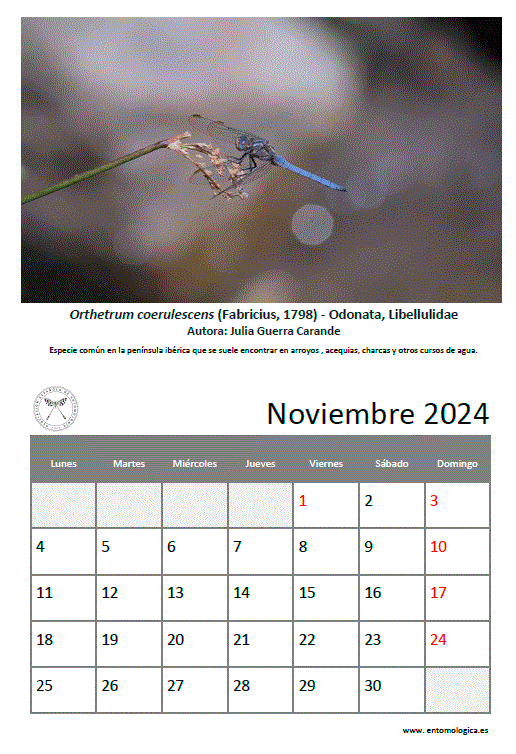 Descargar noviembre de 2024