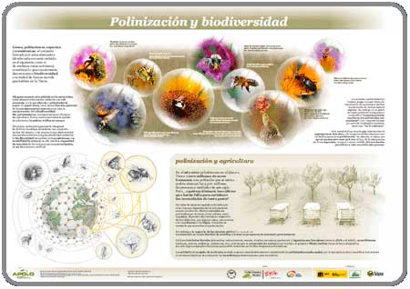 Descargar Cartel Polinización y Biodiversidad
