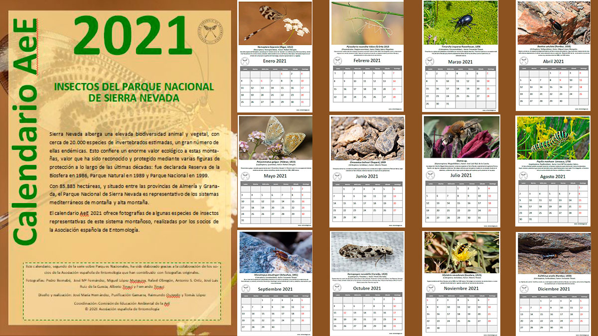 Calendario AeE 2021 «Insectos del Parque Nacional de Sierra Nevada»