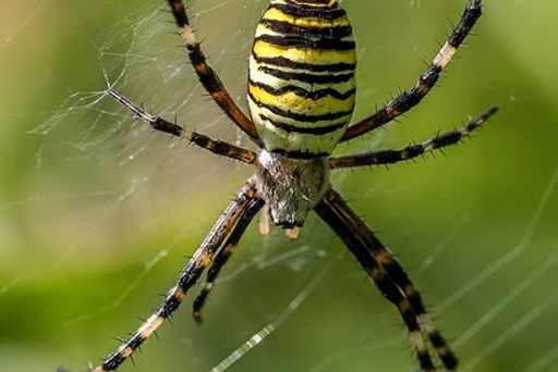 31 de octubre: Porque las arañas MERECEN UN DÍA INTERNACIONAL