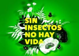 Campaña sin insectos no hay vida